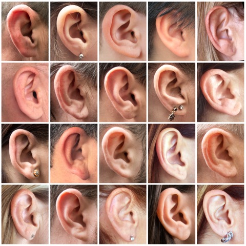 lots of ears